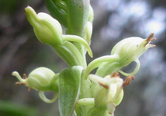 Satyrium ligulatum floral features